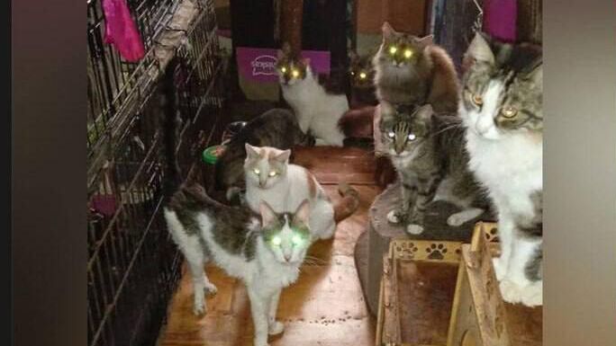 Москвичка держит в своей квартире порядка 90 кошек Москвичка держит в своей квартире порядка 90 кошек - РИА Новости, 1920, 21.01.2025