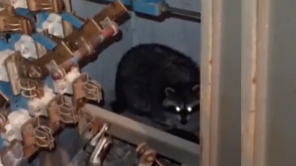 В Норильске енот оставил без света пять домов