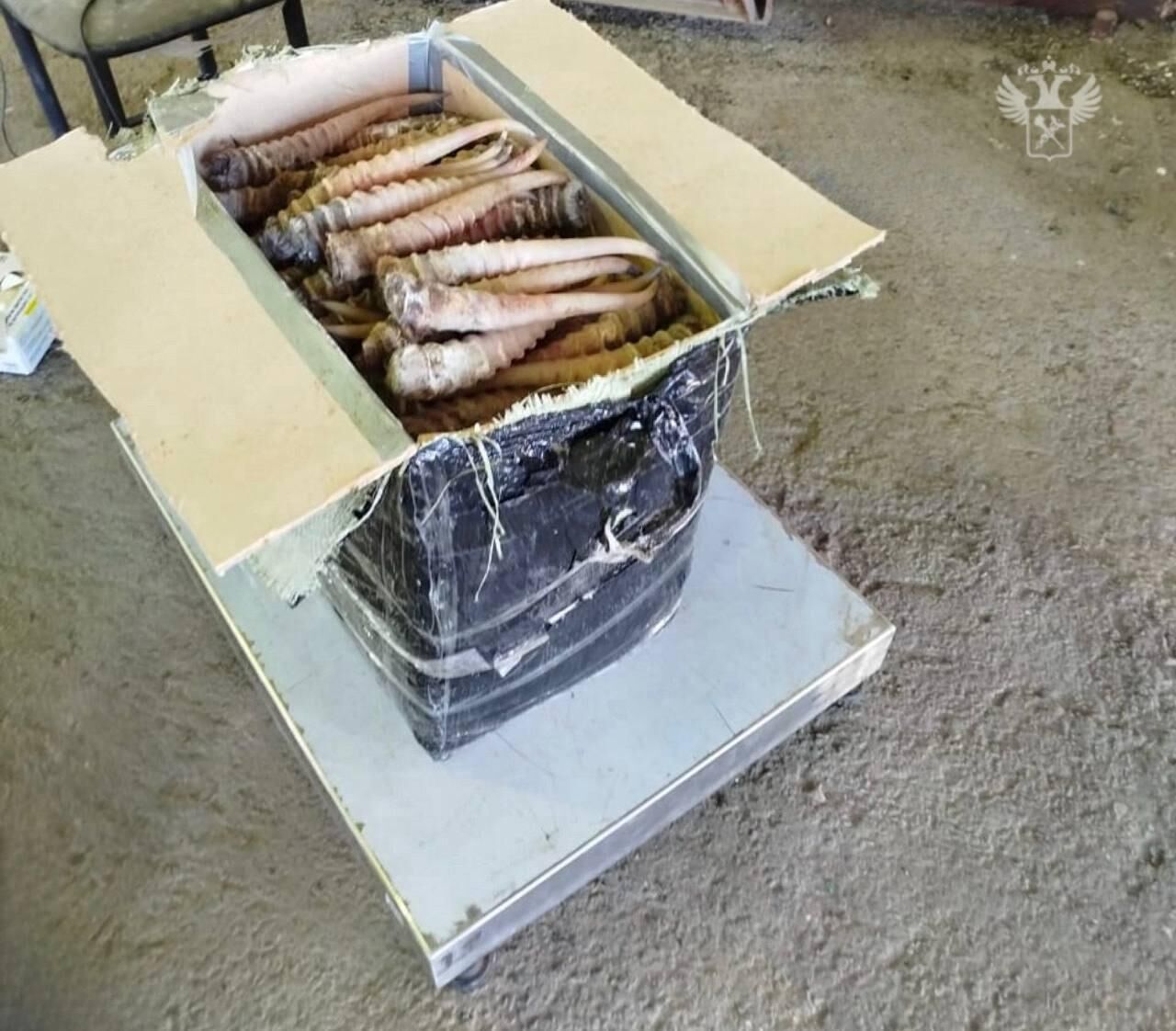 Контрабанду рогов сайгака на 7 млн рублей пресекли хабаровские таможенники Контрабанду рогов сайгака на 7 млн рублей пресекли хабаровские таможенники - РИА Новости, 1920, 22.01.2025