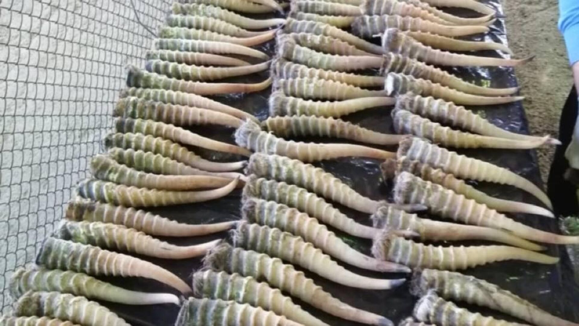 Контрабанду рогов сайгака на 7 млн рублей пресекли хабаровские таможенники - РИА Новости, 1920, 22.01.2025