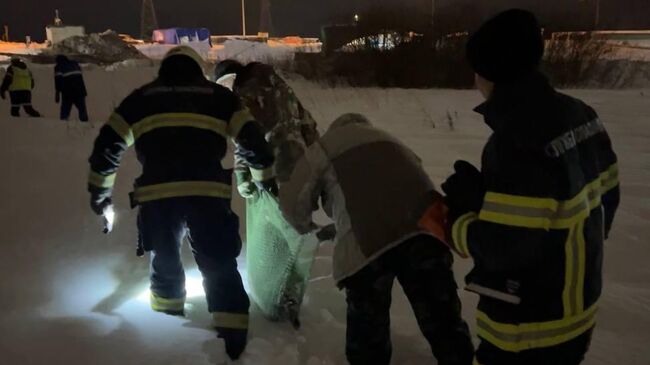 Спасатели вернули раненого тюленя в естественную среду в Архангельске