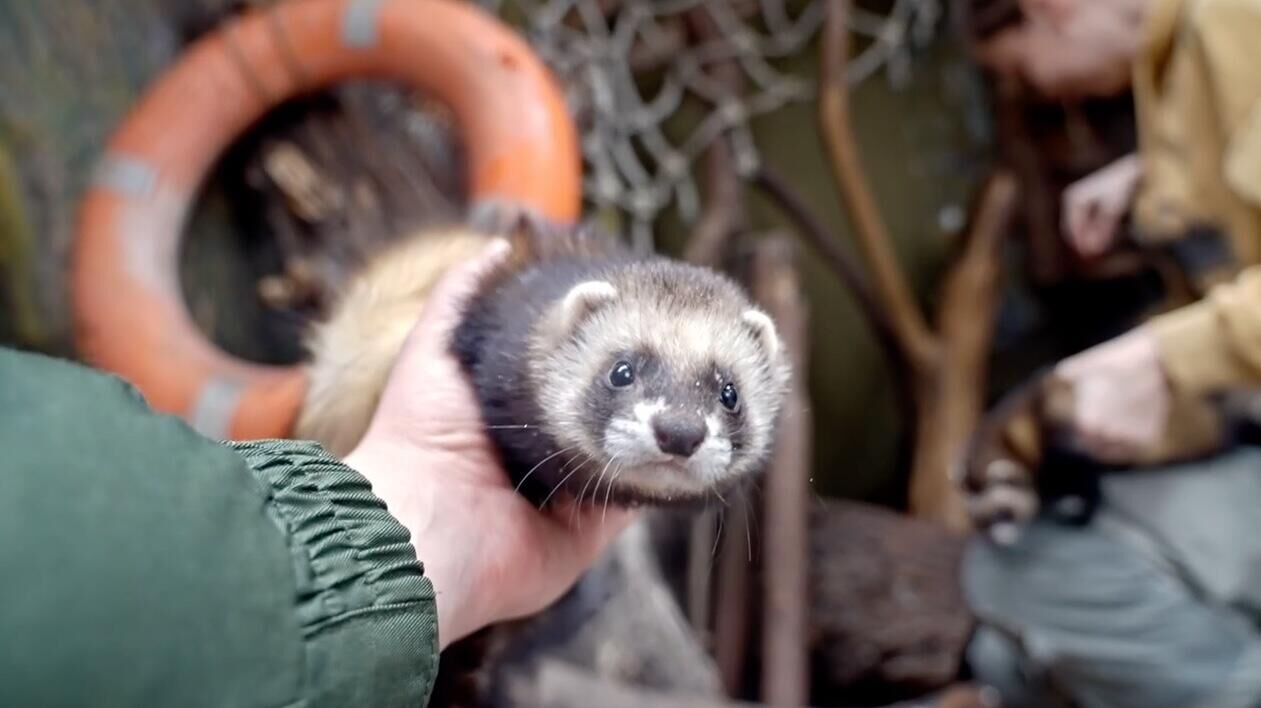 Лесной хорек в Московском зоопарке. Кадр видео - РИА Новости, 1920, 25.01.2025