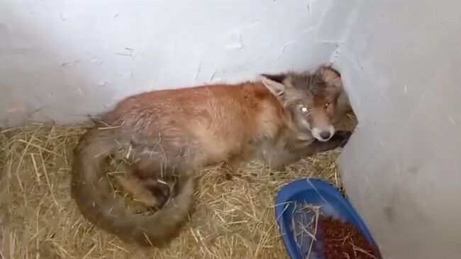 Лисенок в кошачьей будке на одном из участков в Ленинградской области. Кадр видео