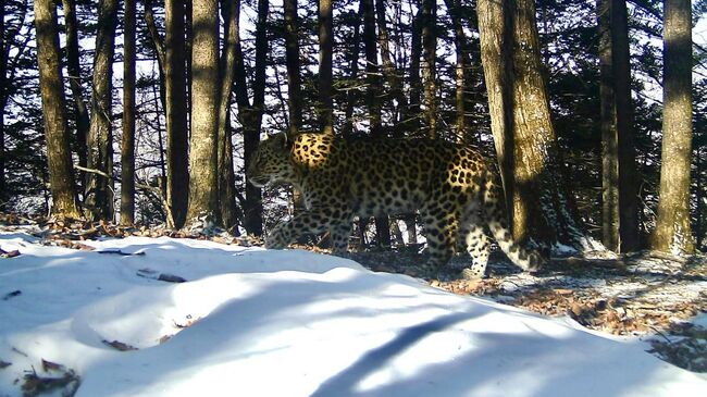 Встреча дальневосточного леопарда под номером Leo 275M и самки Leo 211F в нацпарке Земля леопарда в Приморье