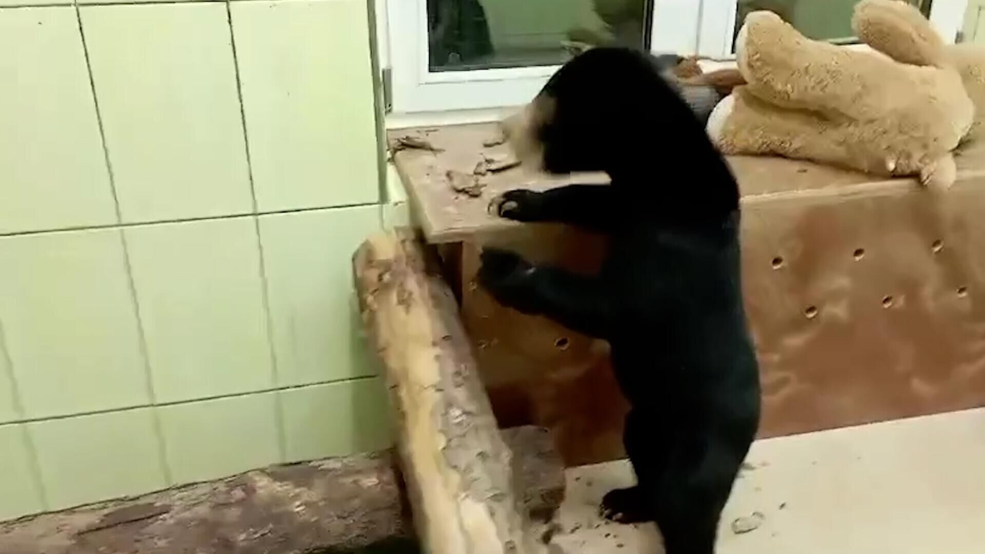 Малайская медведица Звездочка в игровой комнате - РИА Новости, 1920, 27.01.2025