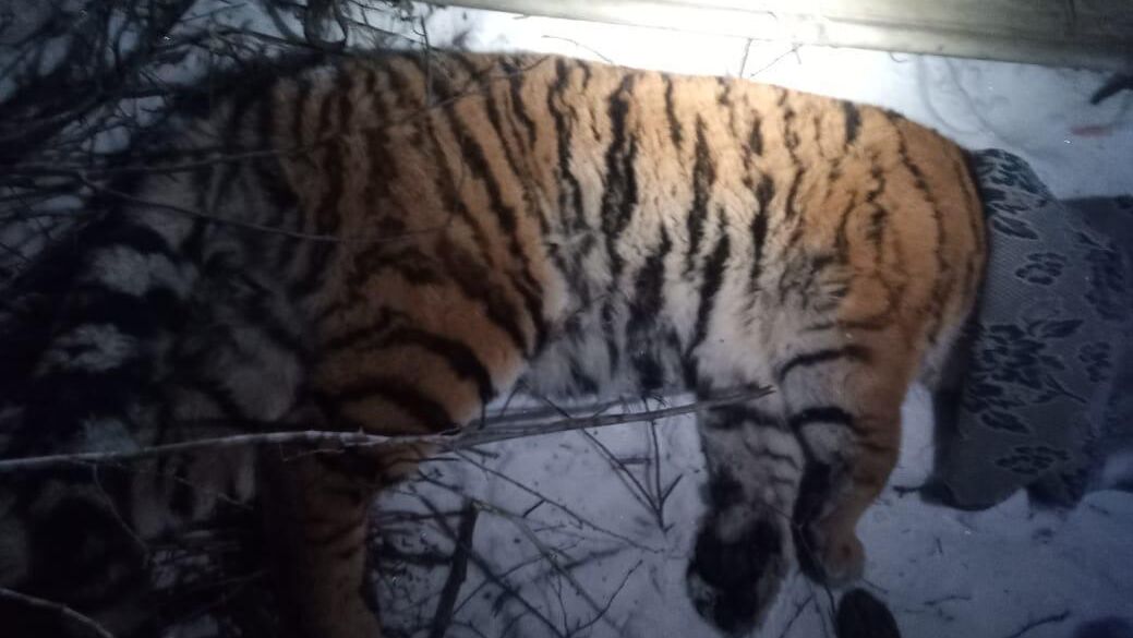 Амурский тигр, отловленный в поселке Катэн в Хабаровском крае - РИА Новости, 1920, 27.01.2025