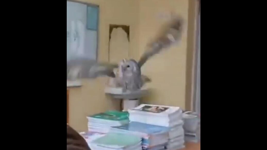 В Красноярске сова залетела в школьный класс