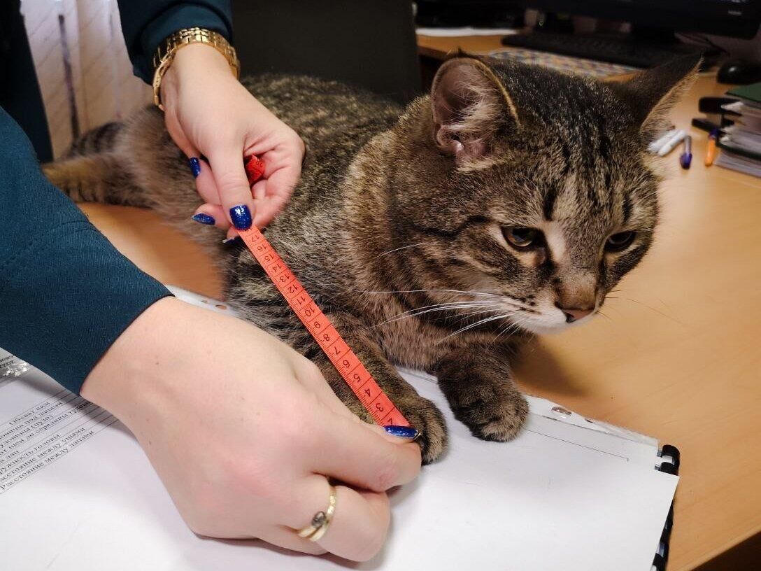 Коту Толику из отряда Семенычи сделали контрольные обмеры для пошива первой формы МЧС Коту Толику из отряда Семенычи сделали контрольные обмеры для пошива первой формы МЧС - РИА Новости, 1920, 31.01.2025