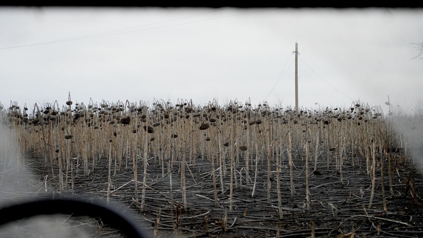 Дорога до позиций артиллеристов в Курской области