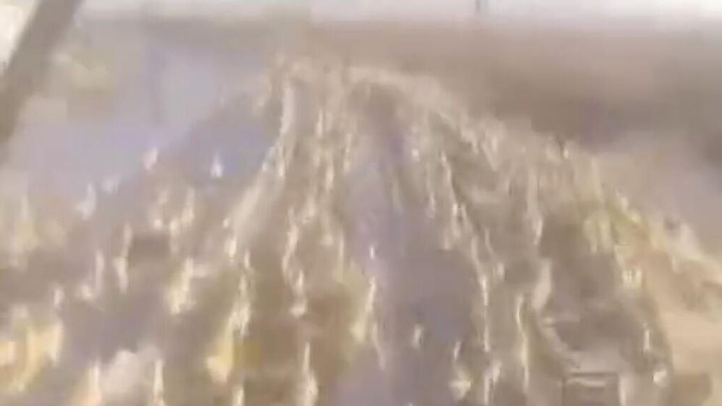 Поезд сбил стадо антилоп в Забайкалье