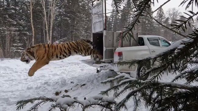 Специалисты выпустили в малонаселенной местности в центральной части Приморья самца амурского тигра, который был отловлен после охоты на собак на юге региона