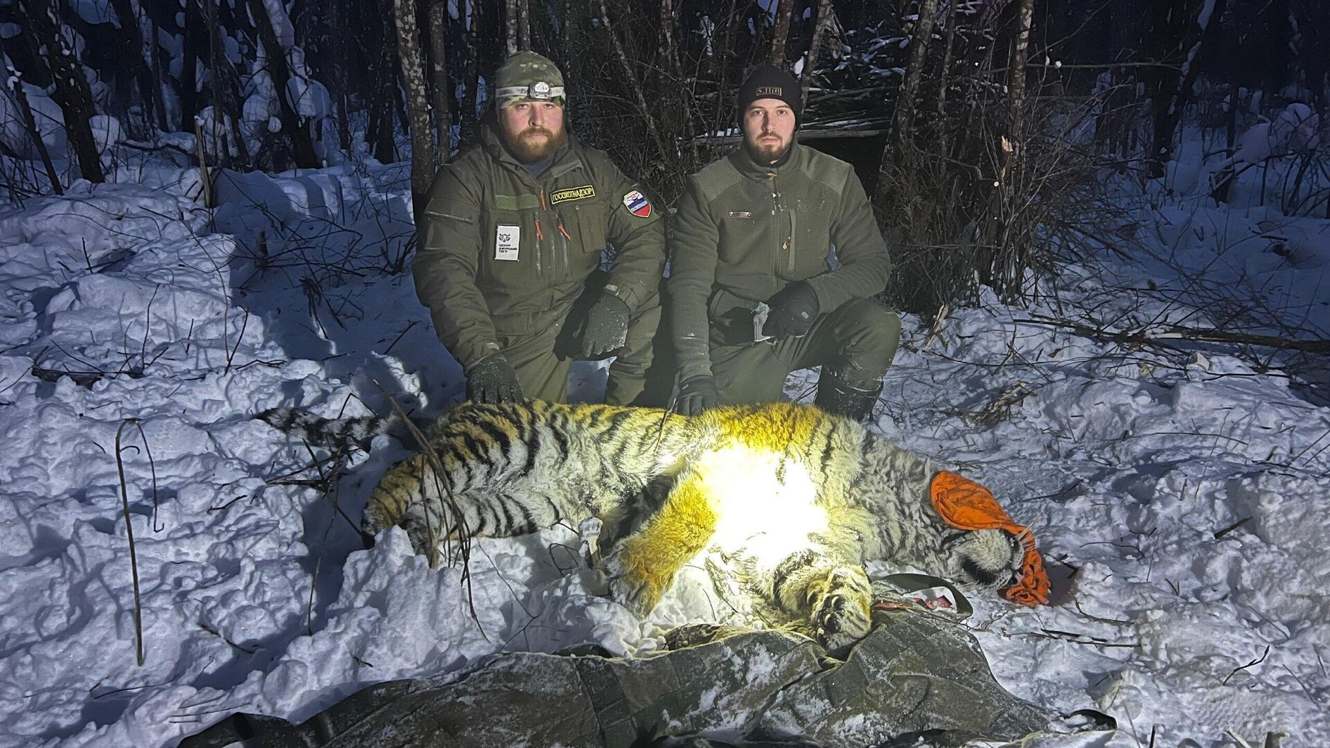 Отловленная конфликтная тигрица в Хабаровском крае Отловленная конфликтная тигрица в Хабаровском крае - РИА Новости, 1920, 06.02.2025