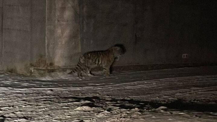 Тигренок-сирота, вышедший в поселок в Приморском крае Тигренок-сирота, вышедший в поселок в Приморском крае - РИА Новости, 1920, 06.02.2025