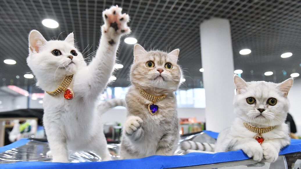 Выставка "КоШарики Шоу" в Москве