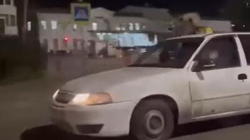 © Кадр видео из соцсетей<br>Житель Сочи перевозил двух енотов на крыше автомобиля