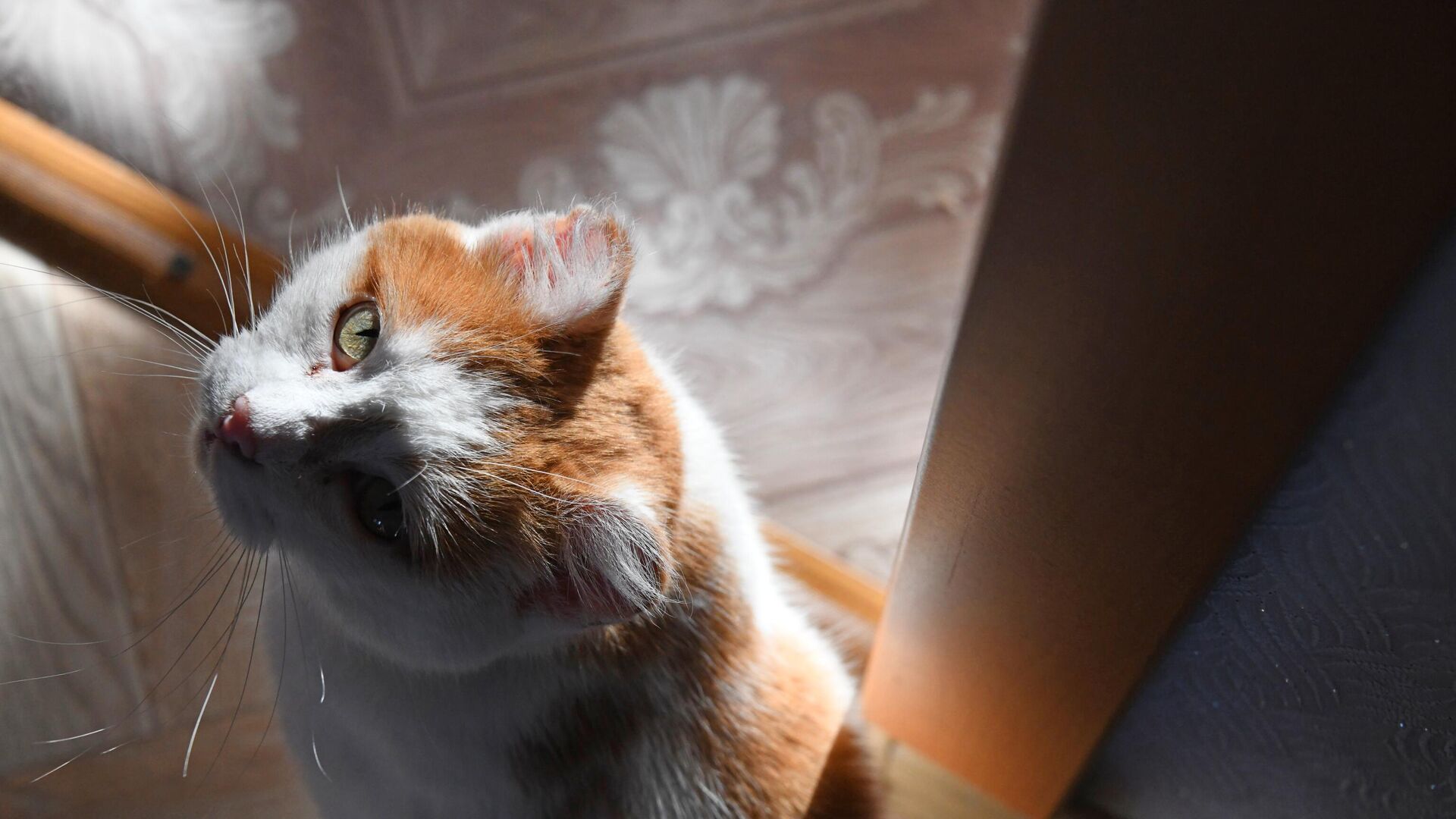 Кот1