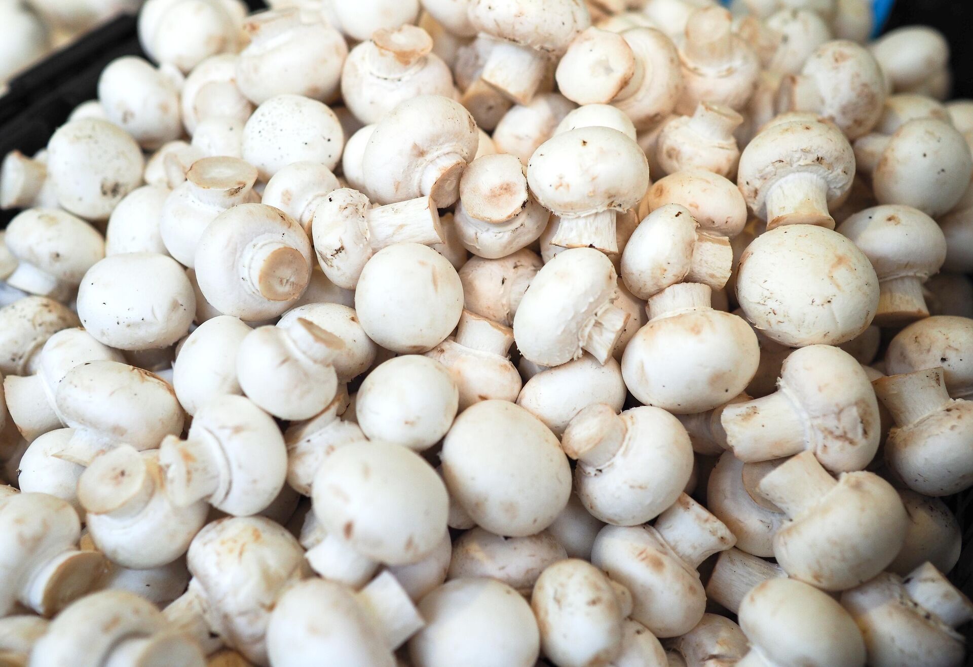 Шампиньоны - РИА Новости, 1920, 22.12.2025