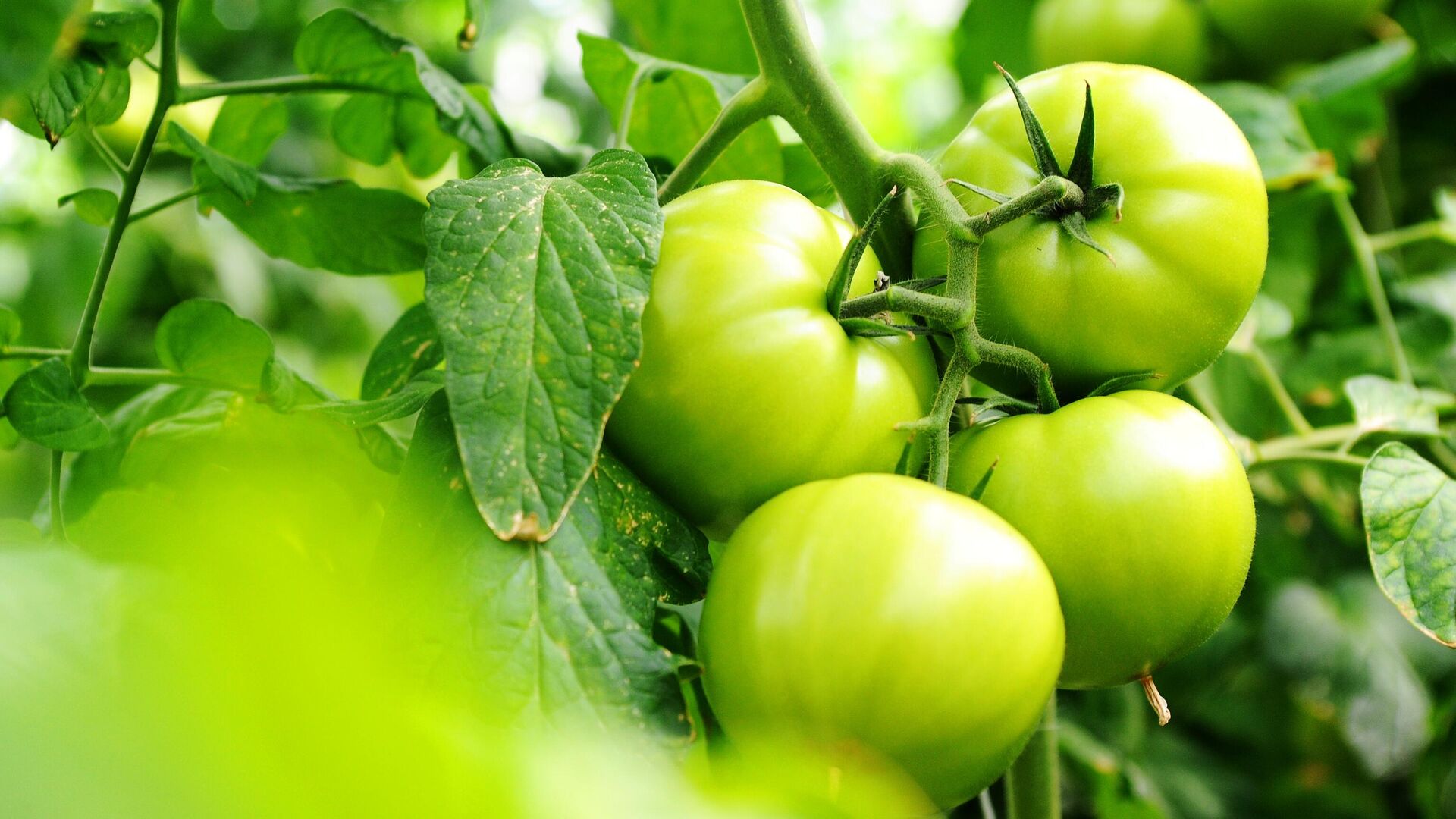 Урожай томатов - РИА Новости, 1920, 30.10.2025