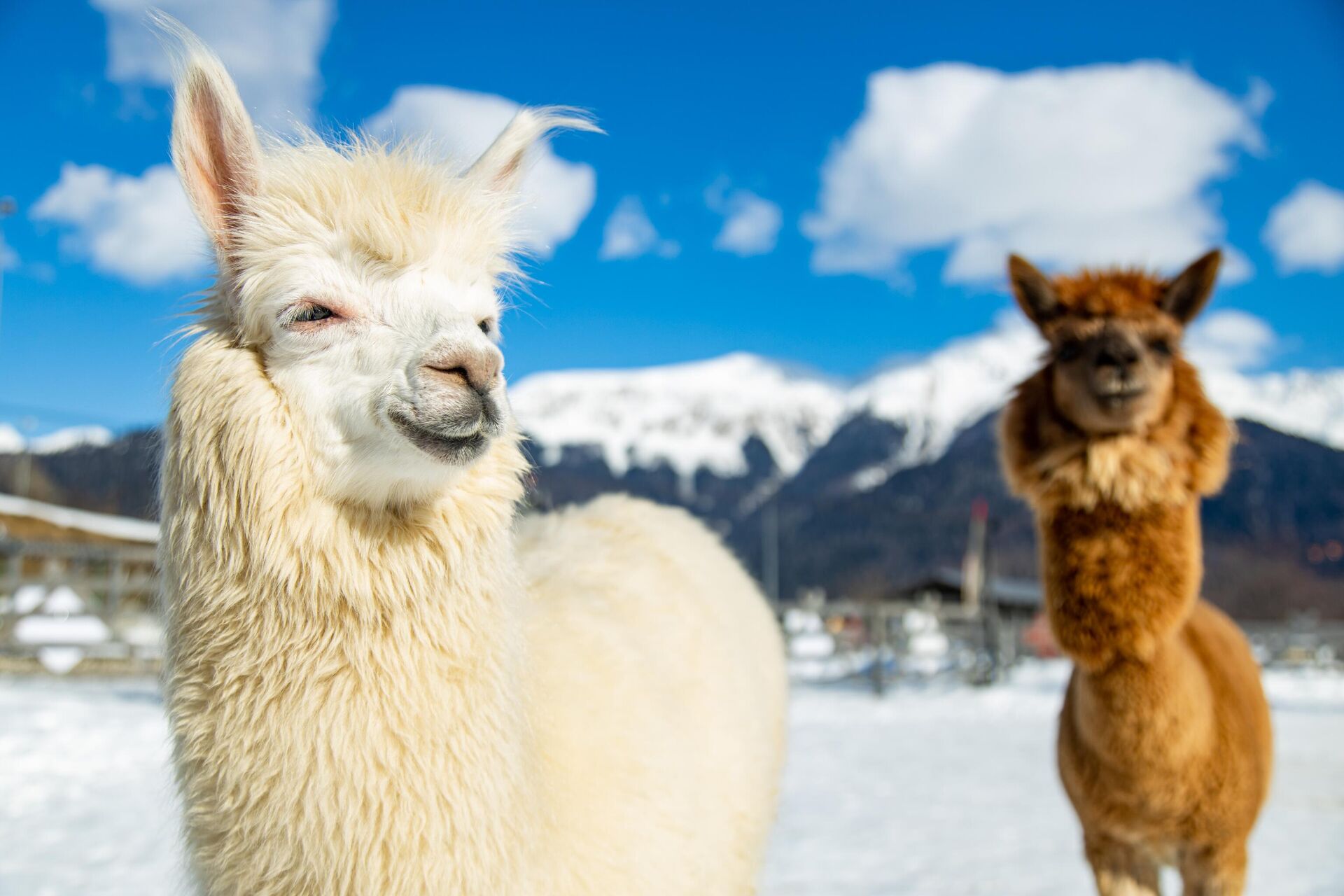 Курорт Роза Хутор - РИА Новости, 1920, 13.02.2025