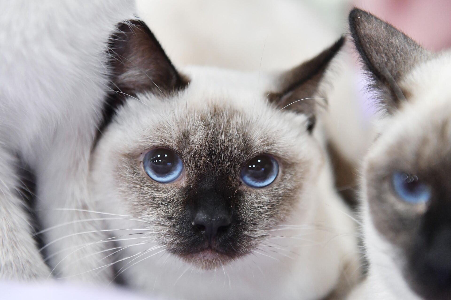 Кошки тайской породы - РИА Новости, 1920, 18.02.2025