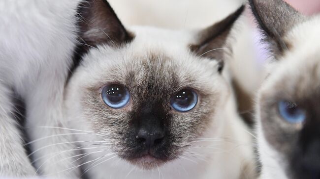 Кошки тайской породы