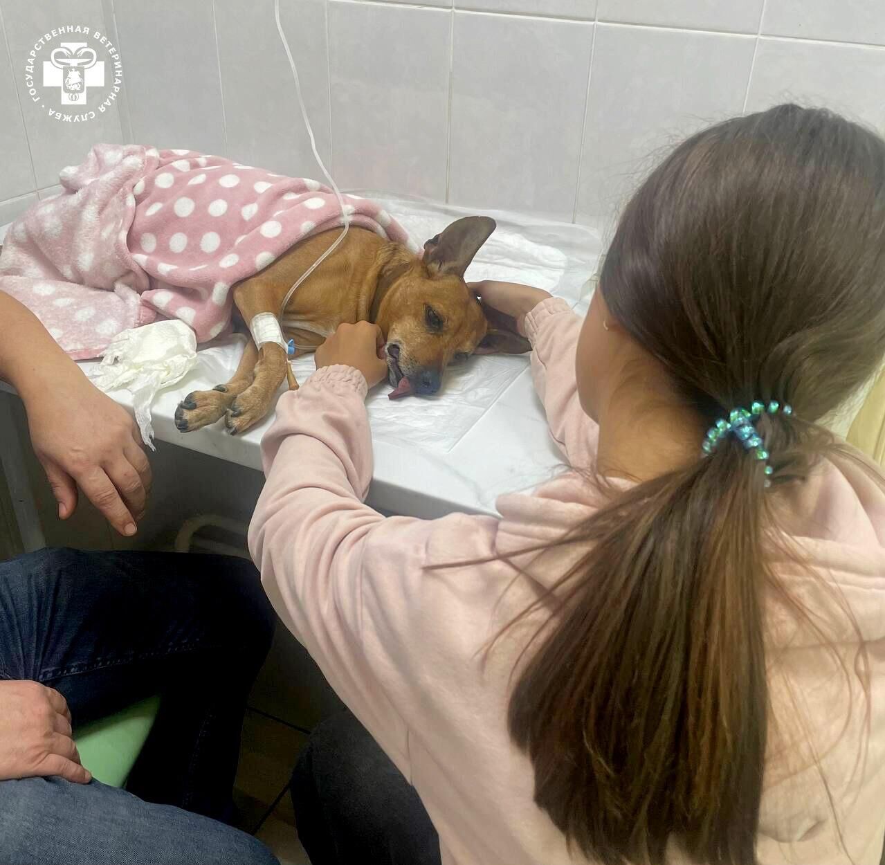 Пес по кличке Луи, который проглотил пластиковый пакет - РИА Новости, 1920, 19.02.2025