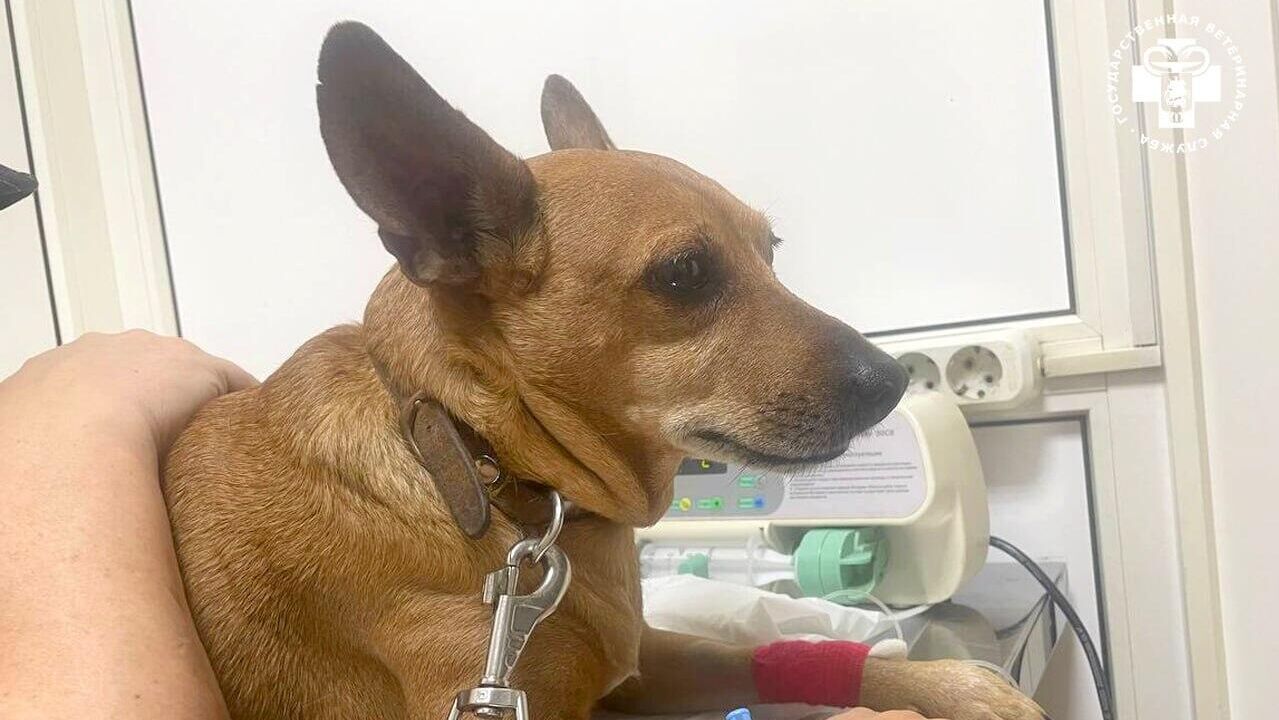 Пес по кличке Луи, который проглотил пластиковый пакет - РИА Новости, 1920, 19.02.2025