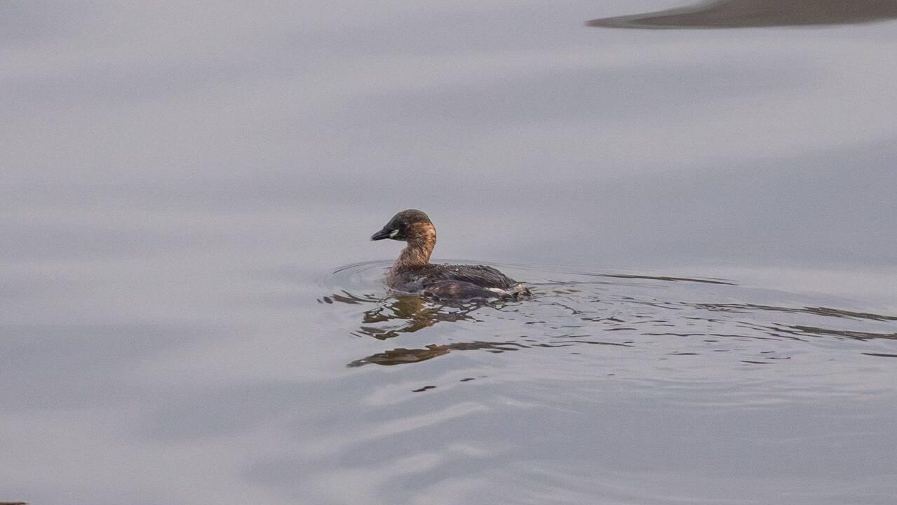 Малая поганка в парке Горького Малая поганка в парке Горького - РИА Новости, 1920, 19.02.2025