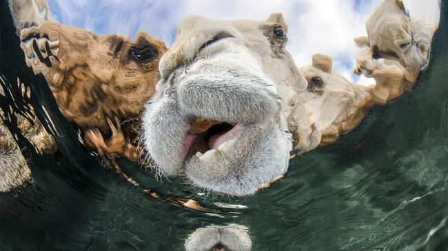 Работа фотографа Abdulaziz Al Saleh из Кувейта Hydration, победившая в категории Portrait