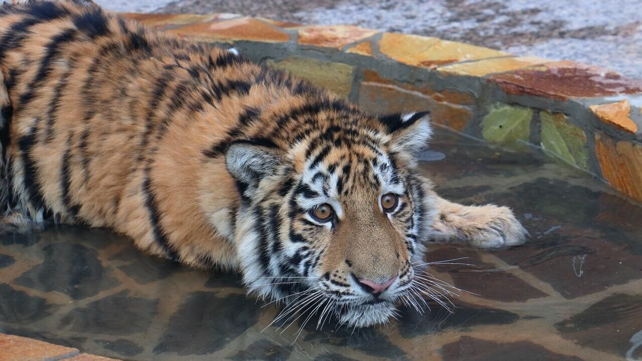 Тигр Зевс в Ленинградском зоопарке Тигр Зевс в Ленинградском зоопарке - РИА Новости, 1920, 21.02.2025