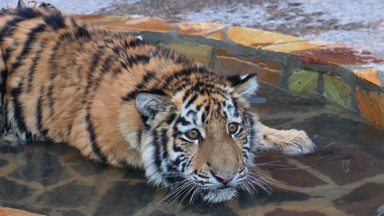 Тигр Зевс в Ленинградском зоопарке Тигр Зевс в Ленинградском зоопарке - РИА Новости, 1920, 21.02.2025