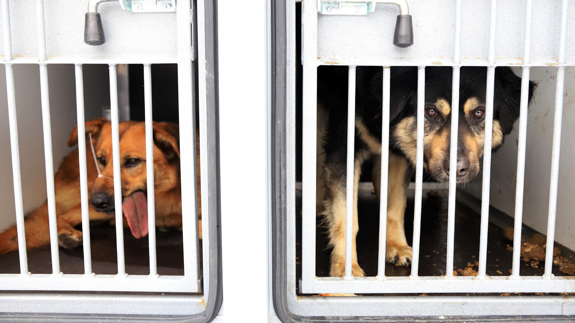 В Госдуму внесли проект об обязательном страховании потенциально опасных собак