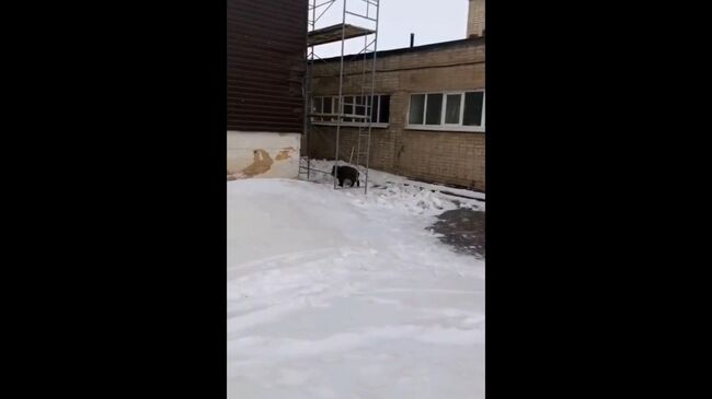 Ловля кабанчика в городе Салават