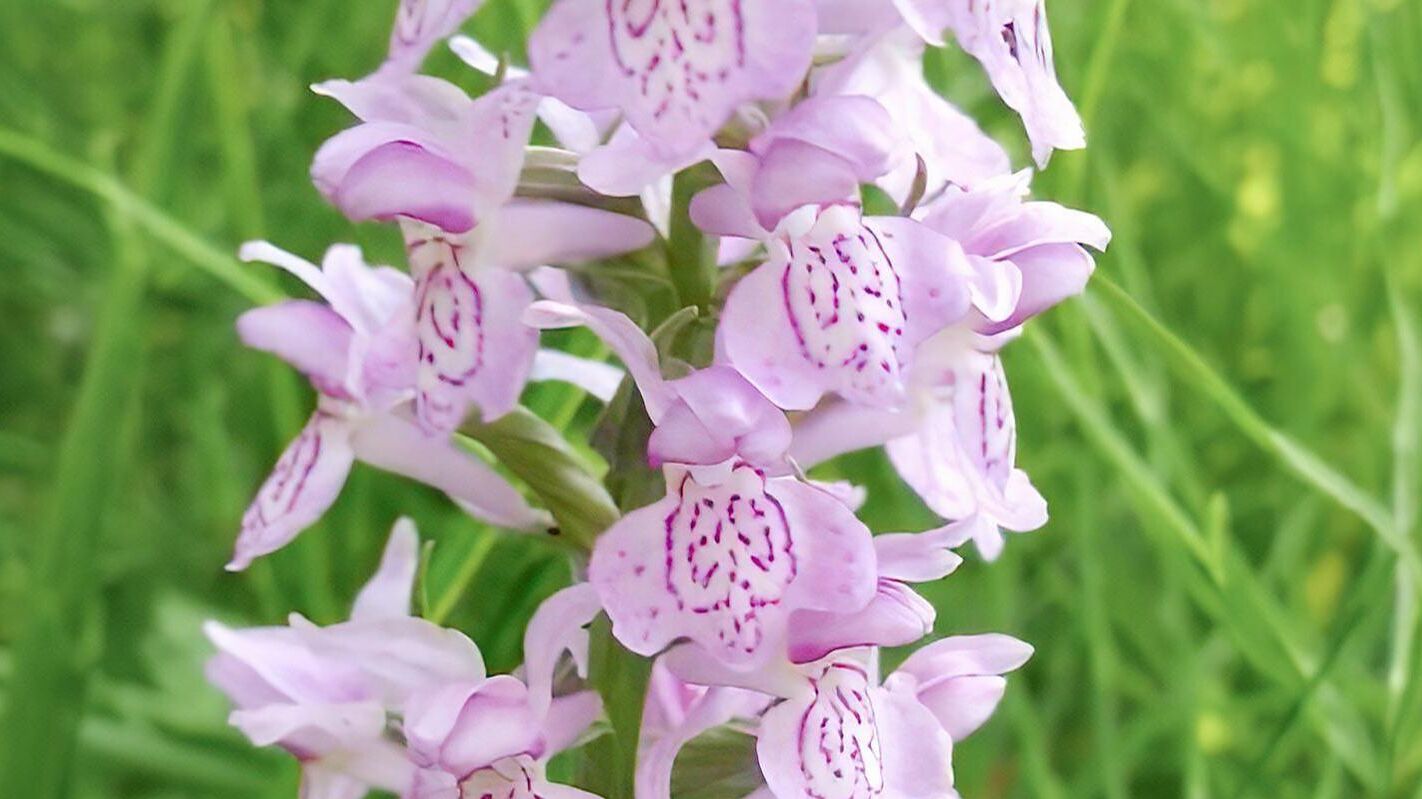 В Москву вернулись редкие дикие орхидеи - РИА Новости, 1920, 07.03.2025