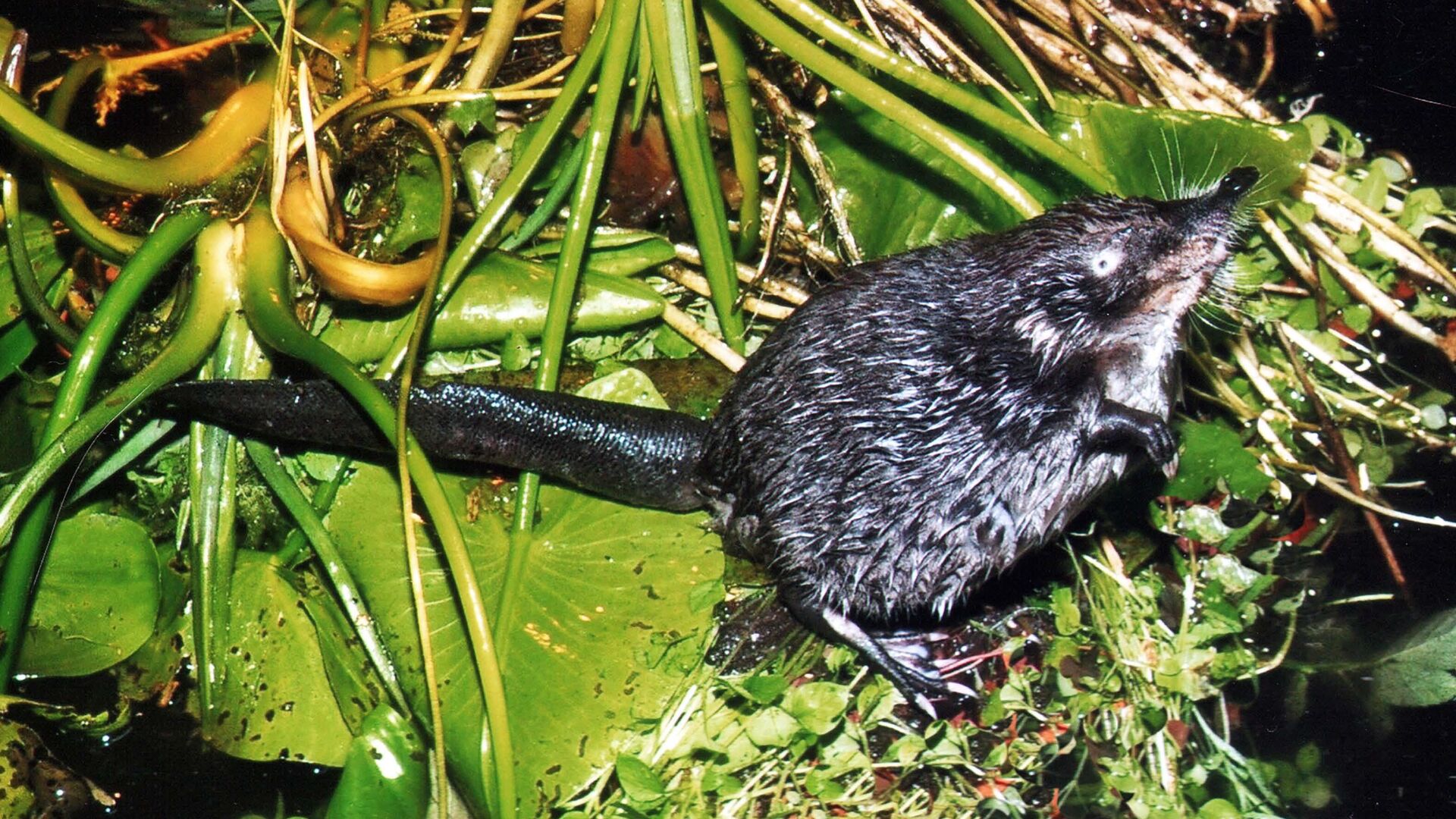 Выхухоль - РИА Новости, 1920, 07.03.2025