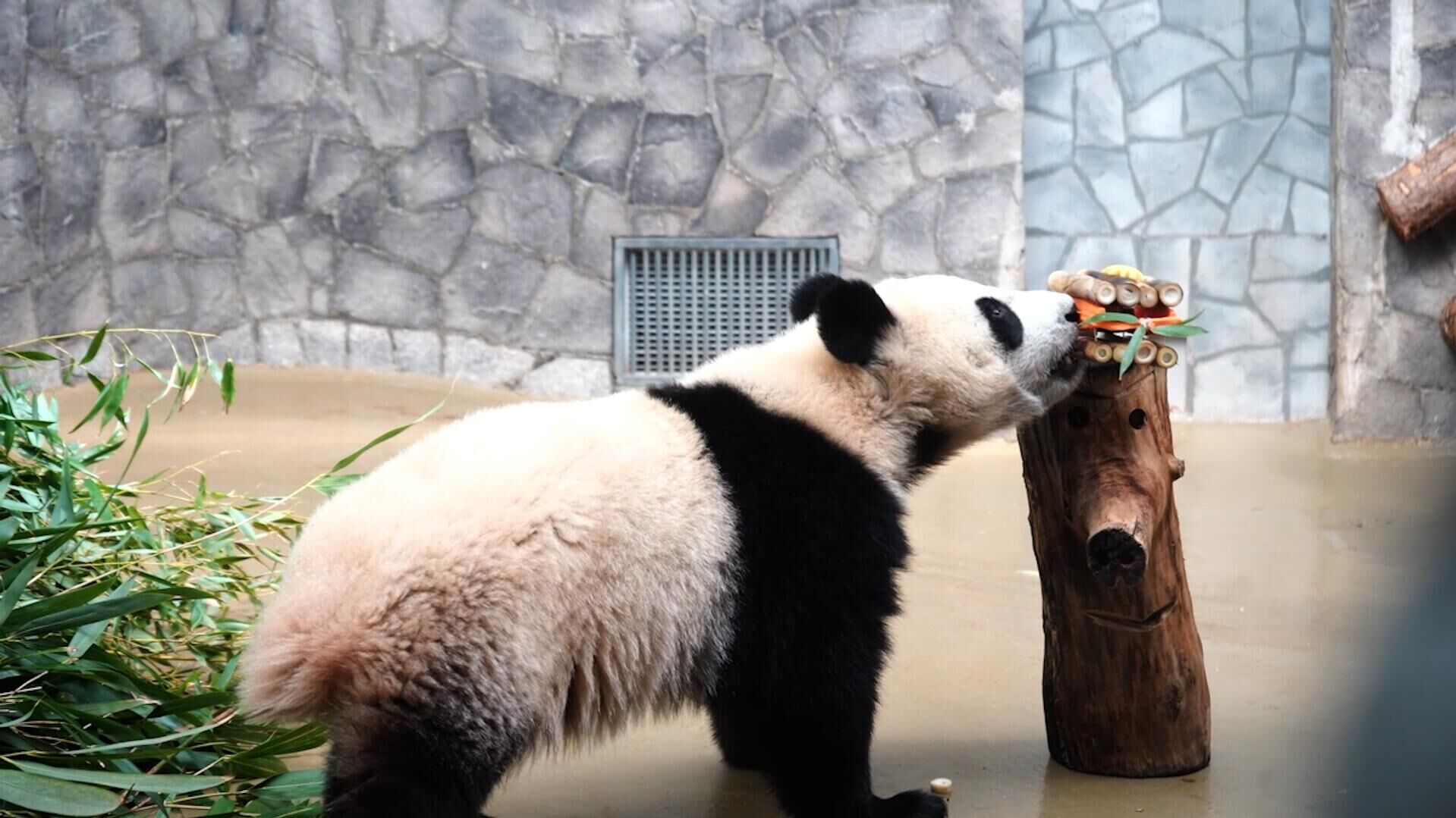 Картонные подарки для панд Жуи, Диндин и Катюши - РИА Новости, 1920, 16.03.2025