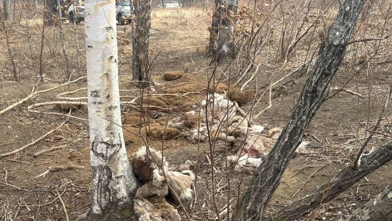 Останки диких животных на участке дороги Рудная пристань - Терней в Приморском крае Останки диких животных на участке дороги Рудная пристань - Терней в Приморском крае - РИА Новости, 1920, 17.03.2025