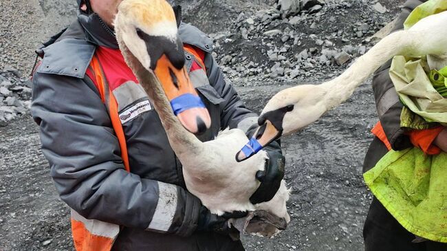 В Белгородской области спасли двух лебедей