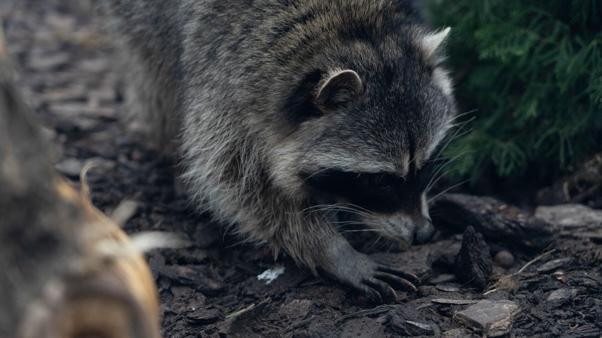 Проснувшийся после зимней спячки енот в вольере Московского зоопарка - РИА Новости, 1920, 17.03.2025