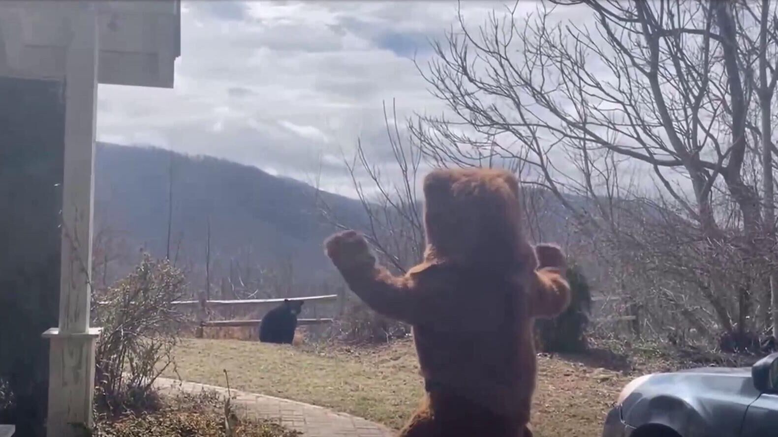 Американец в Северной Каролине прогнал медведя со своего участка, переодевшись медведем - РИА Новости, 1920, 25.03.2025