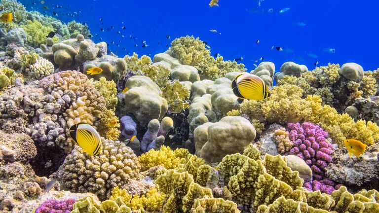 Рыбы и коралловый риф в Красном море, Египет Рыбы и коралловый риф в Красном море, Египет