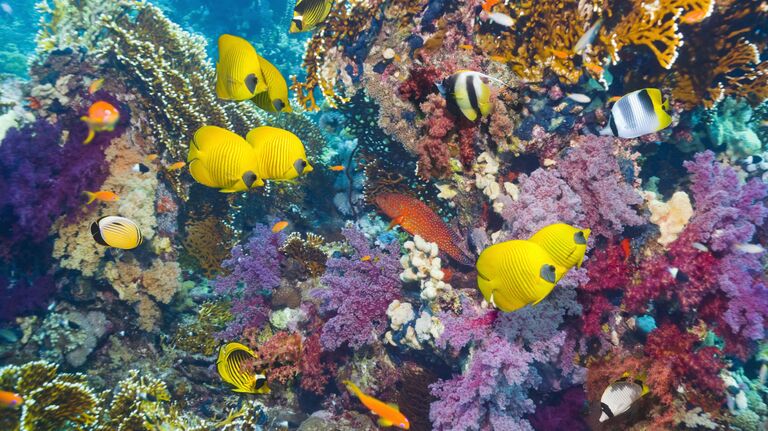 Рыбы и коралловый риф в Красном море, Египет Рыбы и коралловый риф в Красном море, Египет