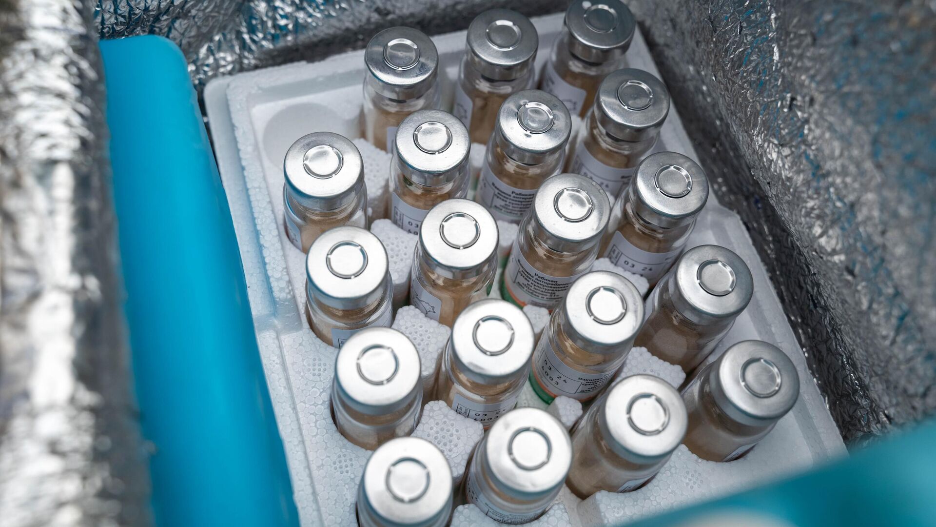 Около 20 тысяч собак бесплатно привили от бешенства в Подмосковье с начала года - РИА Новости, 1920, 28.03.2025