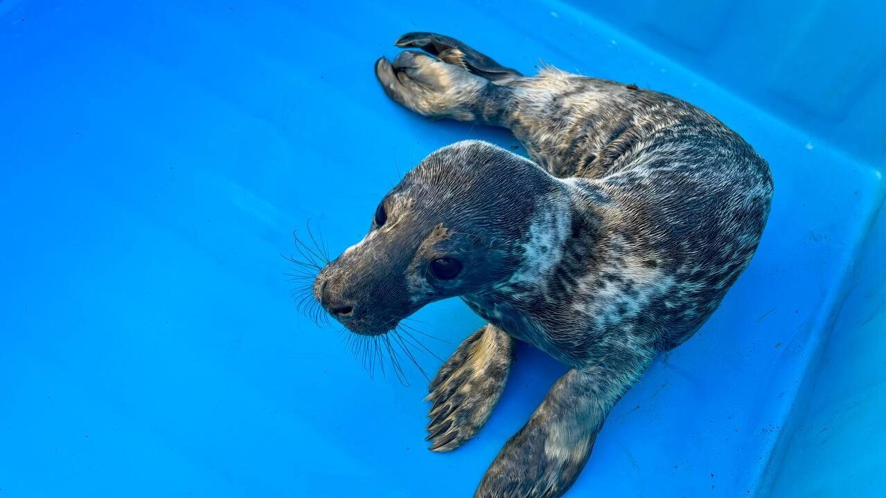 Детеныш серого тюленя, найденный в Ленобласти - РИА Новости, 1920, 03.04.2025
