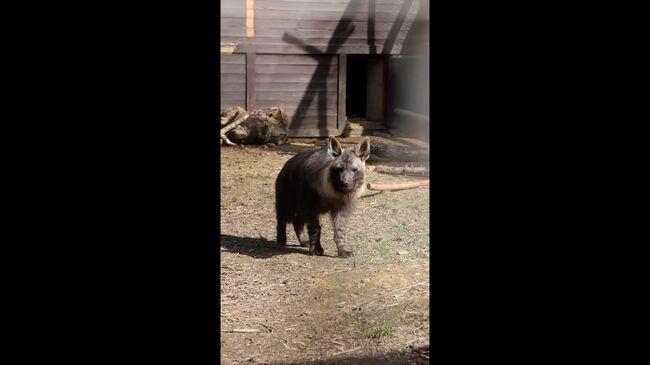 Детеныш бурой гиены в Московском зоопарке