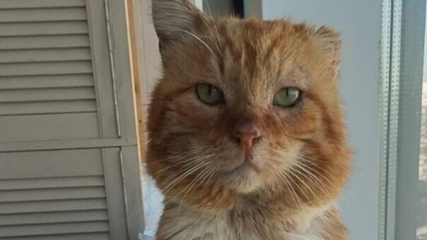 Кот из Махачкалы по кличке Хатико - РИА Новости, 1920, 05.04.2025