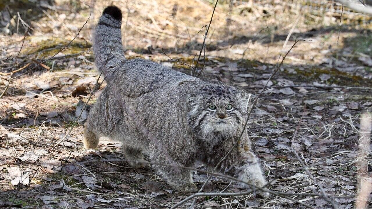 Манул Бабник в Центре воспроизводства редких видов животных - РИА Новости, 1920, 07.04.2025