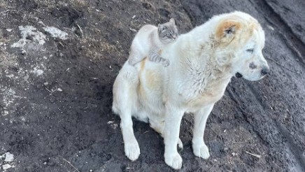 Алабай Айыу и кот Барсик в Кабардино-Балкарии - РИА Новости, 1920, 08.04.2025