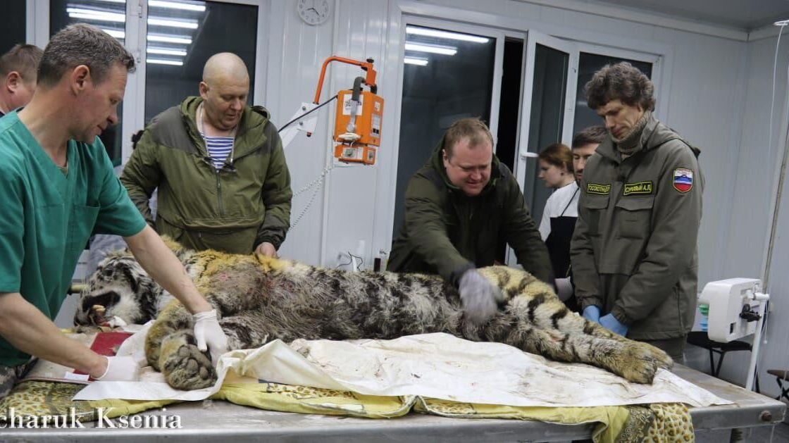 Отловленный у села в Ольгинском округе Приморья амурский тигр - РИА Новости, 1920, 09.04.2025