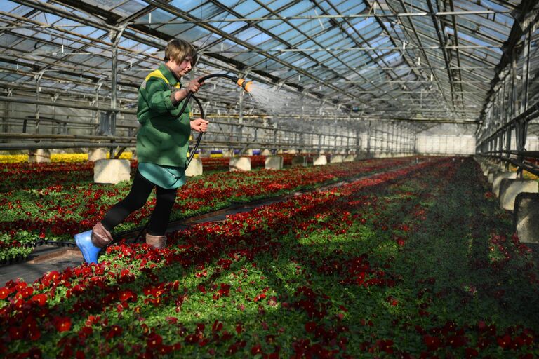 Выращивание цветов для высаживания в городские клумбы Выращивание цветов для высаживания в городские клумбы